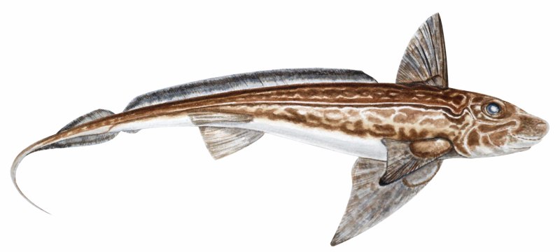 Chimaera monstrosa