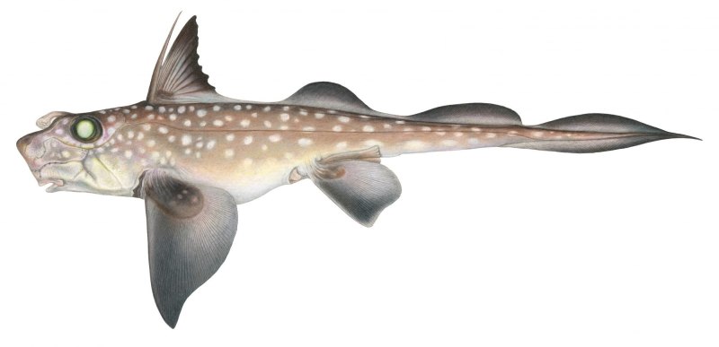 Hydrolagus colliei