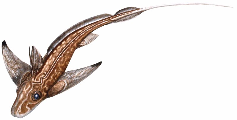 Chimaera monstrosa