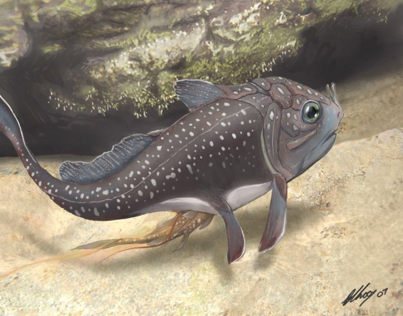 Materpiscis attenboroughi
