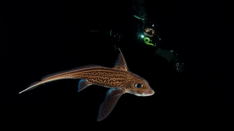 Chimaera monstrosa