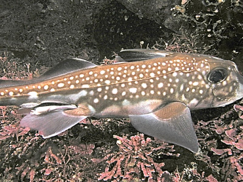 Hydrolagus colliei