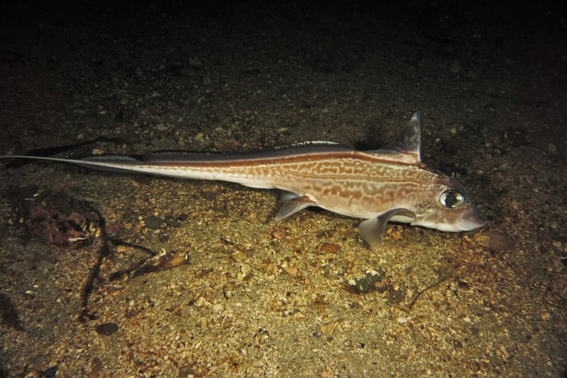 Chimaera monstrosa