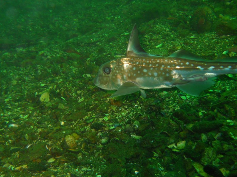 Hydrolagus colliei