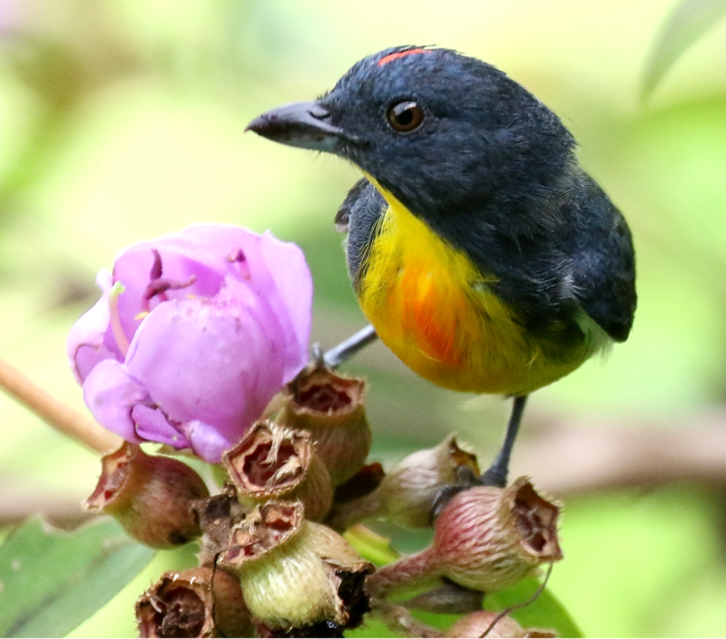 Yellow-bellied Flowerpecker