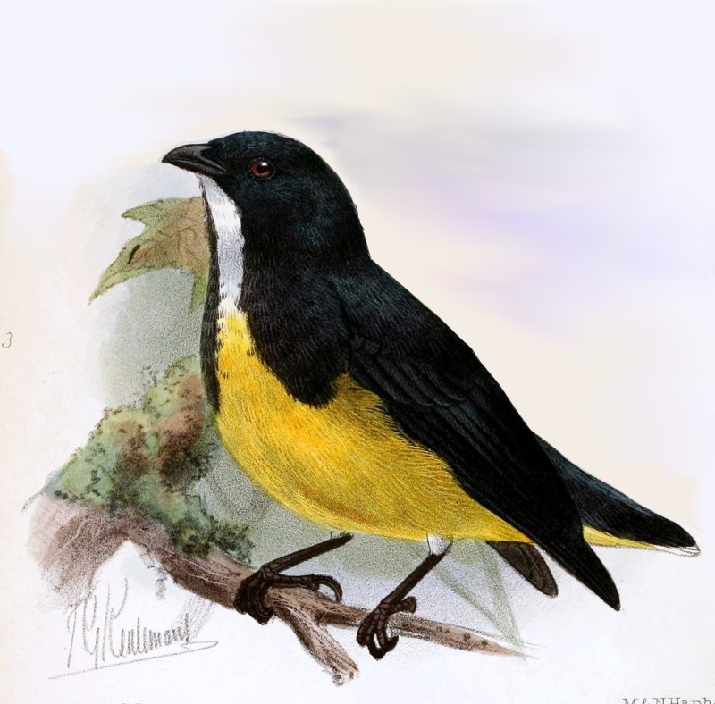 Dicaeum melanoxanthum)