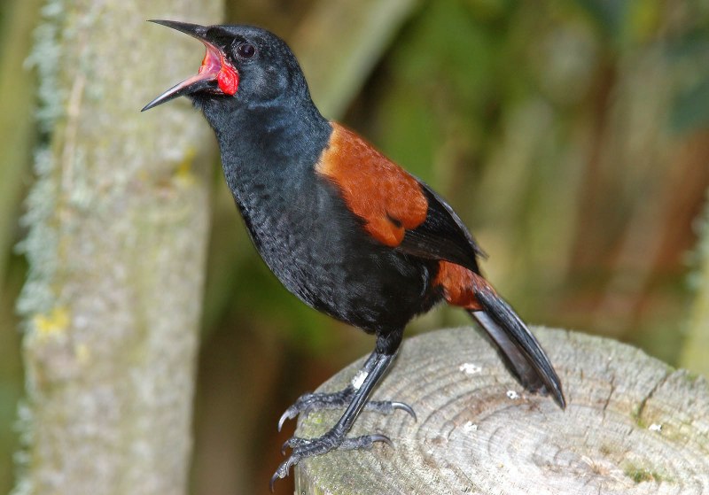 Philesturnus carunculatus