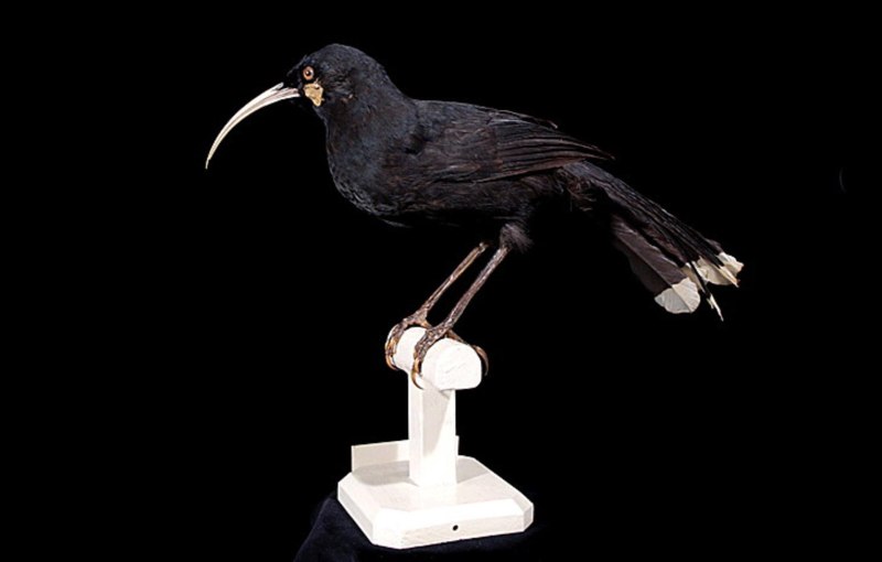 Acutirostris
