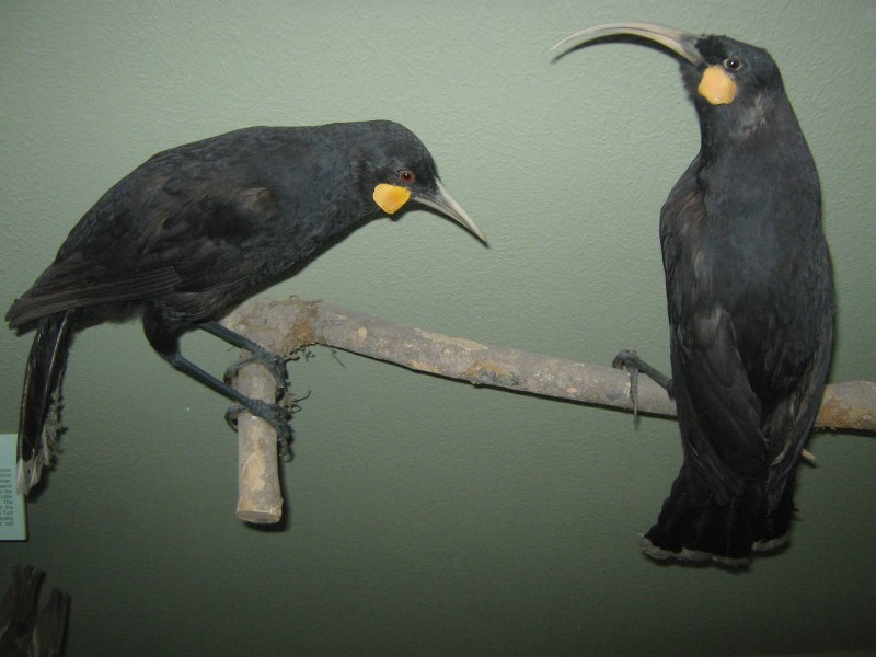 Разноклювая гуйя (Heterolocha acutirostris)
