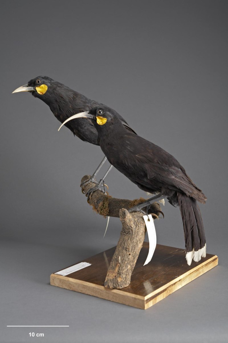 Разноклювая гуйя (Heterolocha acutirostris)