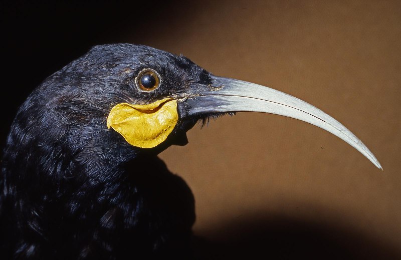 Разноклювая гуйя (Heterolocha acutirostris)