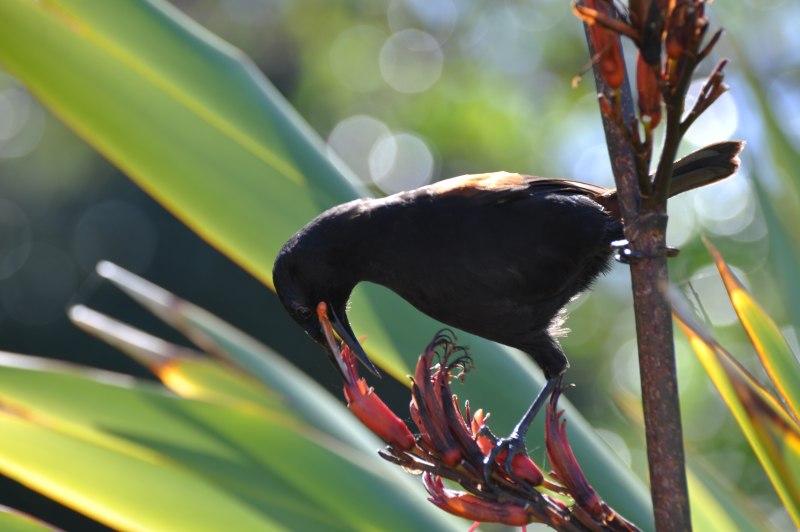 Philesturnus carunculatus