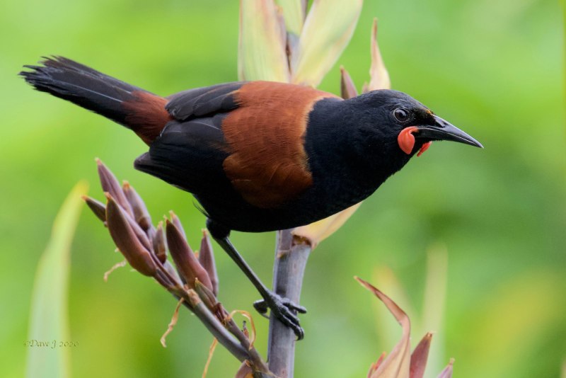 Philesturnus rufusater