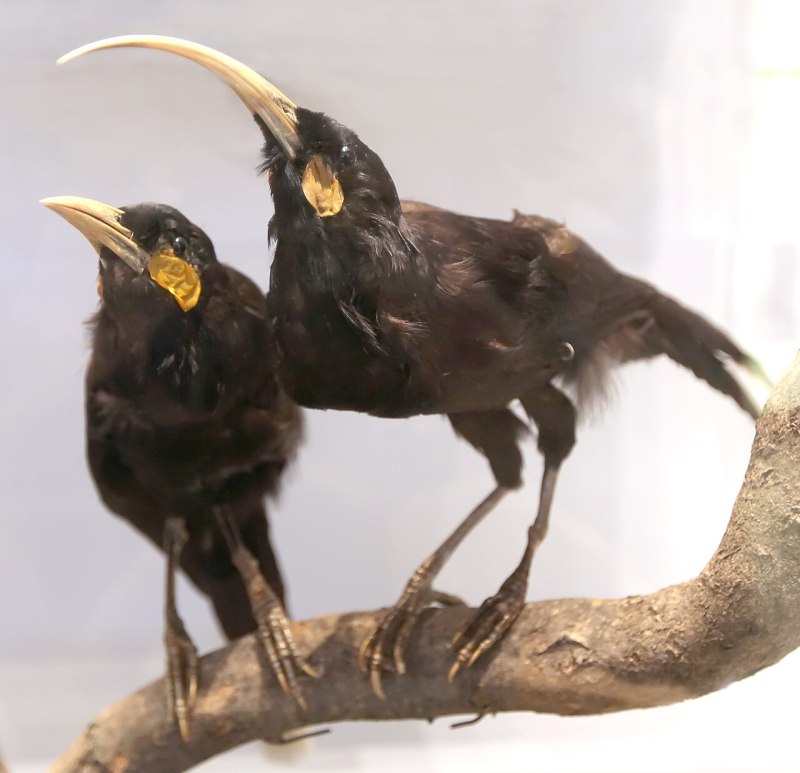 Разноклювая гуйя (Heterolocha acutirostris)