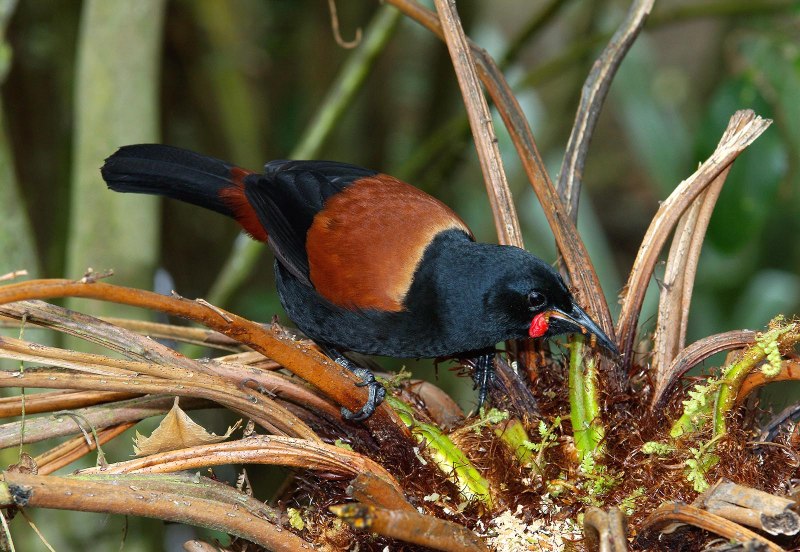 Philesturnus carunculatus