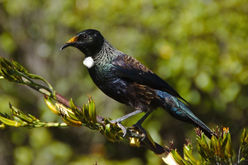 Prosthemadera novaeseelandiae