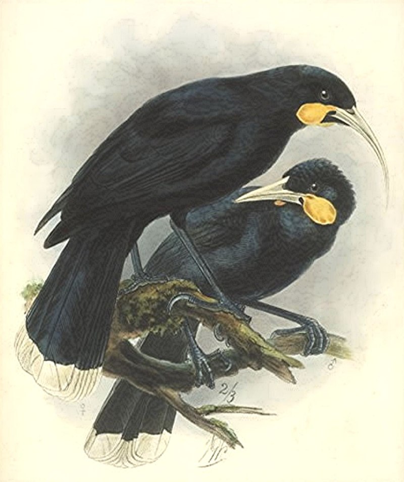 Разноклювая гуйя (Heterolocha acutirostris)