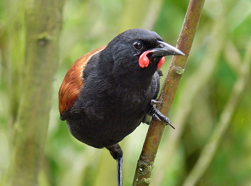 Philesturnus carunculatus