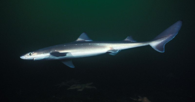 Катран акула черного моря