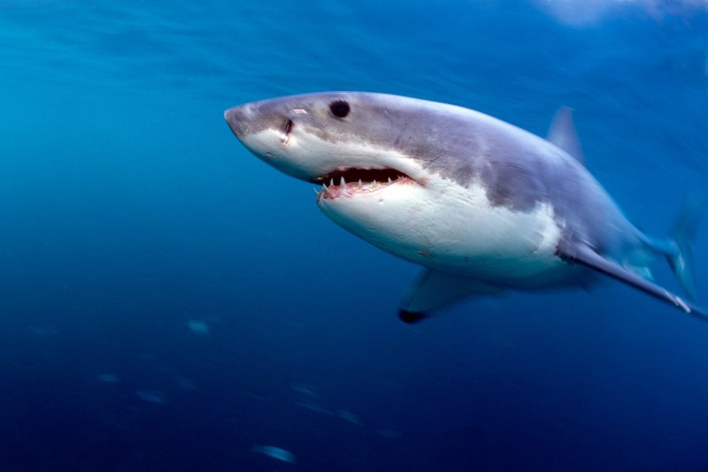 Great White Shark , Carcharodon carcharias,