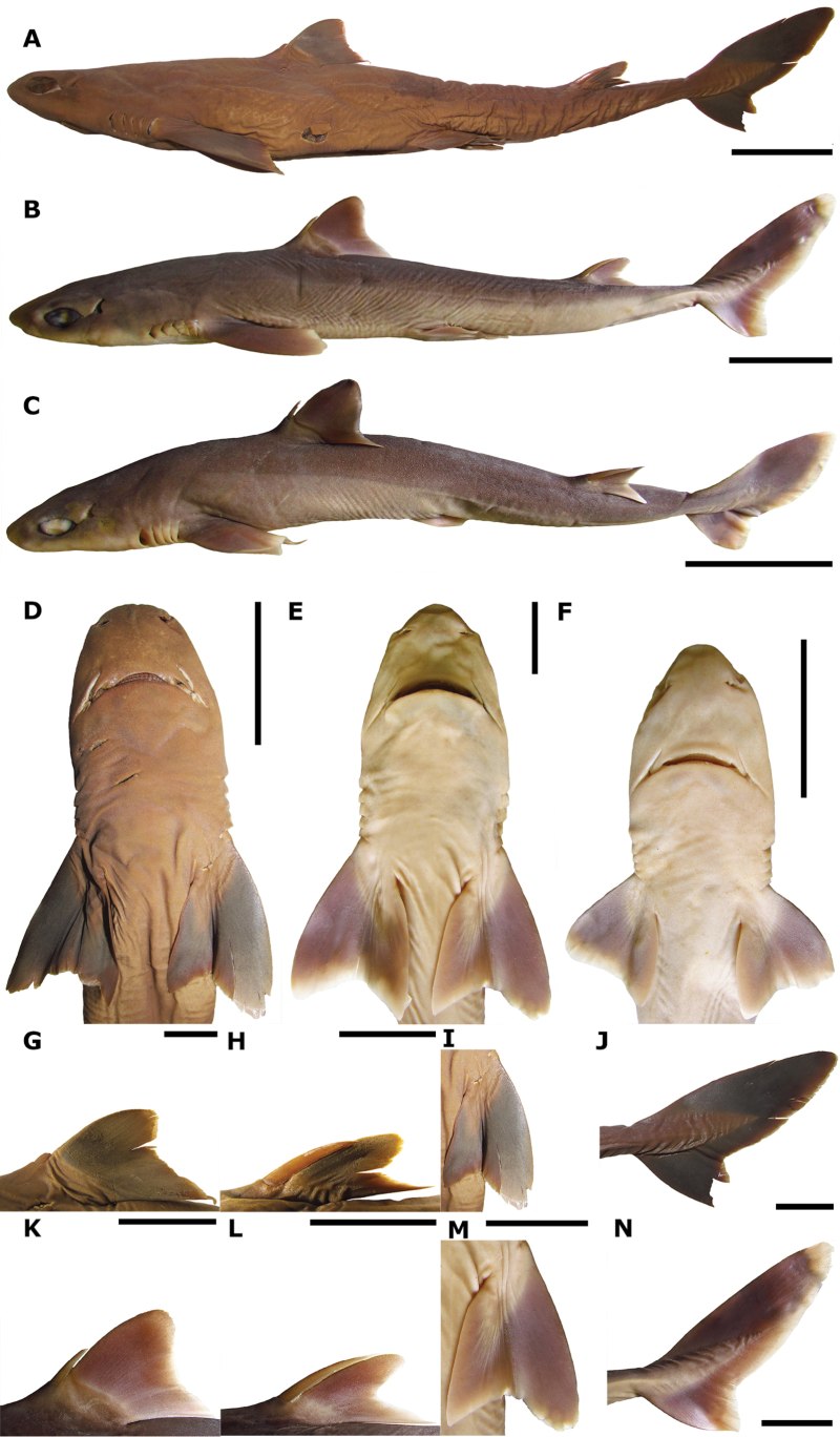 Squalus brevirostris