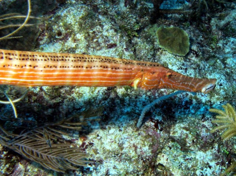 Aulostomus maculatus