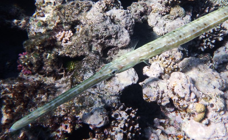 Fistularia commersonii