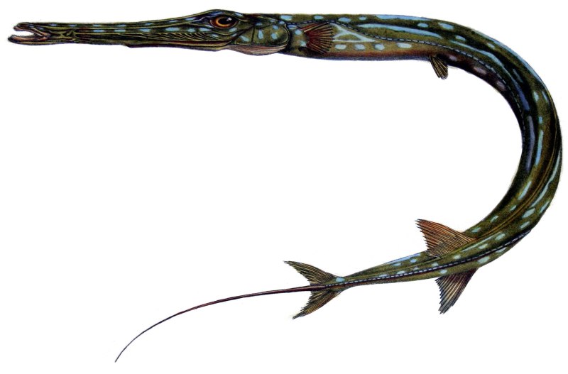 Cornetfish рыба