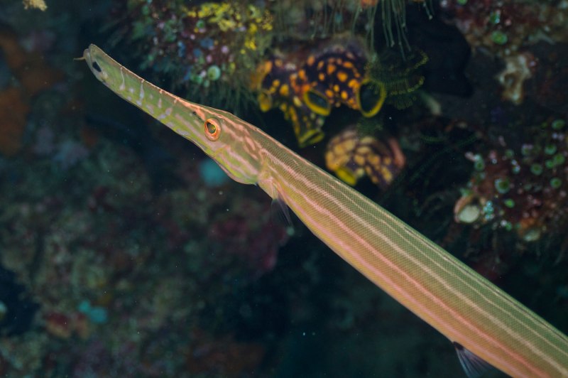 Aulostomus chinensis
