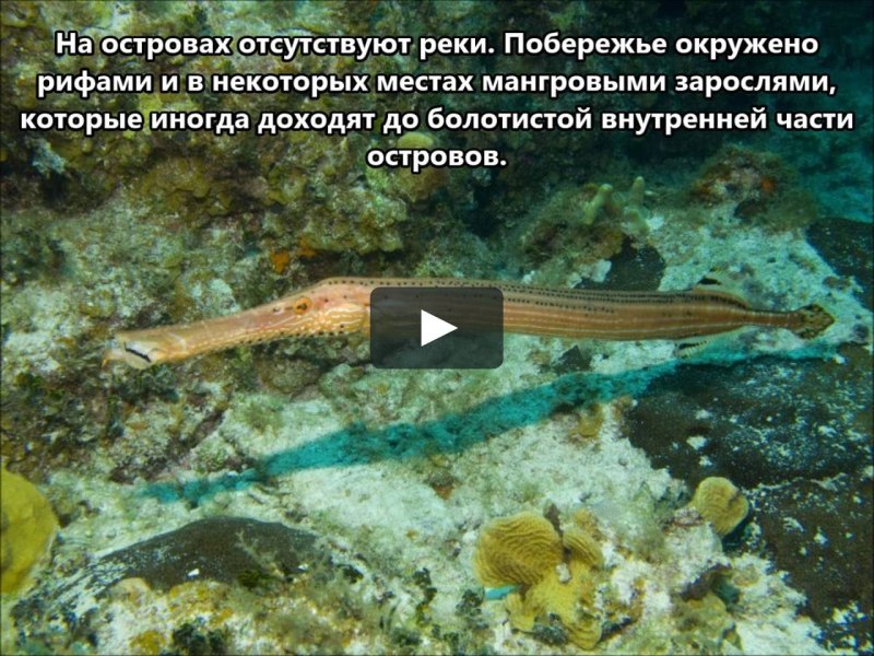 Рыба с трубкой