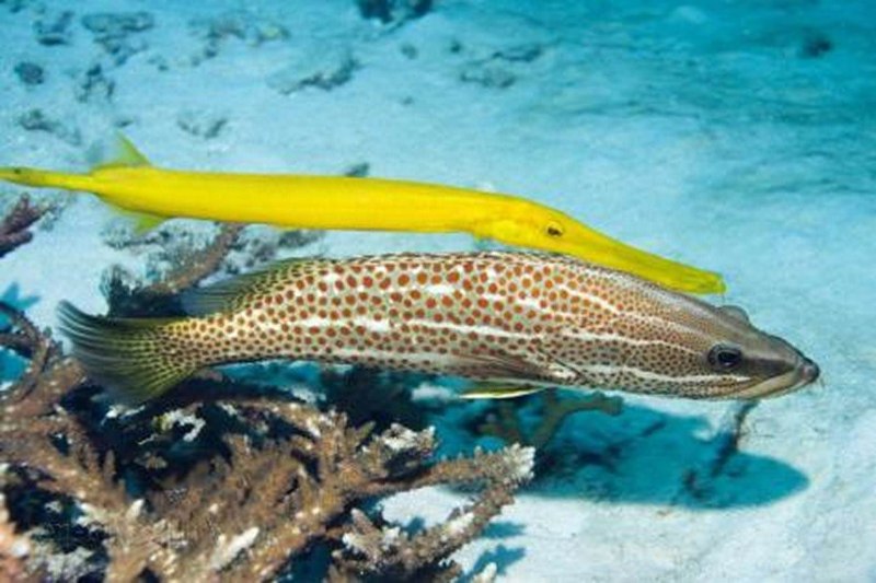 Gymnothorax polyuranodon