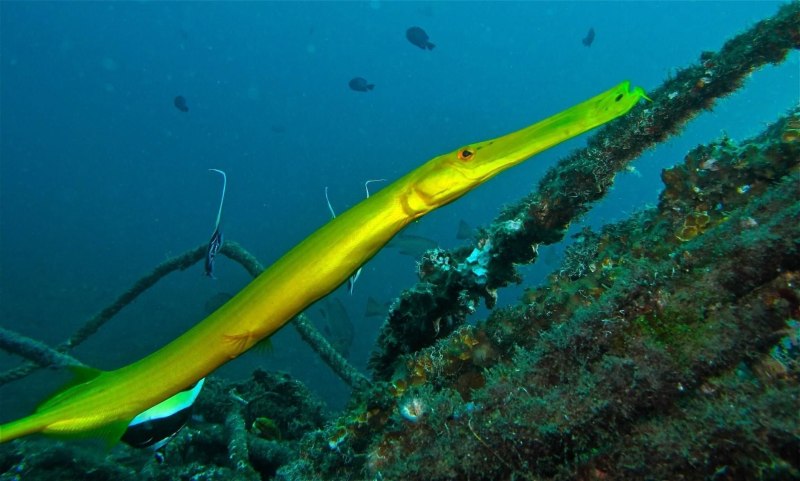 Aulostomus chinensis