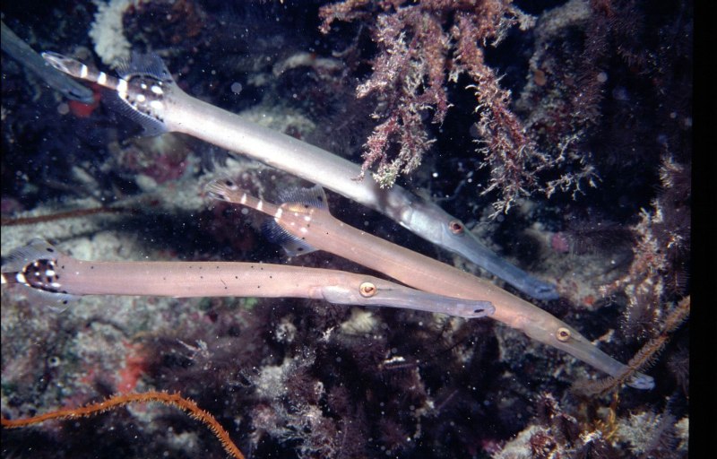 Семейство флейторыловые (Aulostomidae)