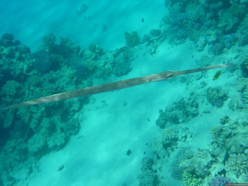 Рыба флейта красное море