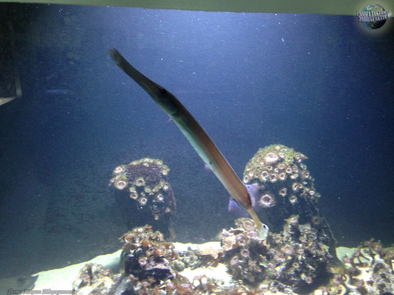 Aulostomus chinensis