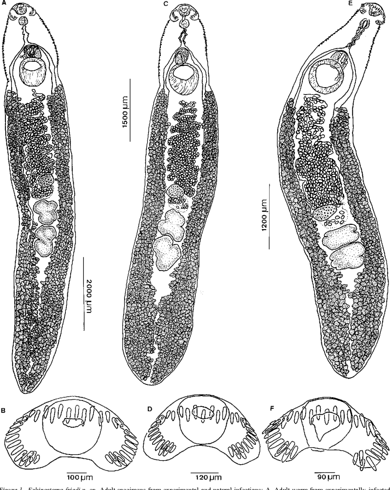 Echinostoma Revolutum