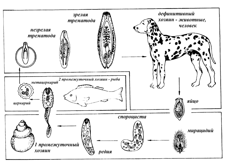 Opisthorchis felineus дефинитивный хозяин