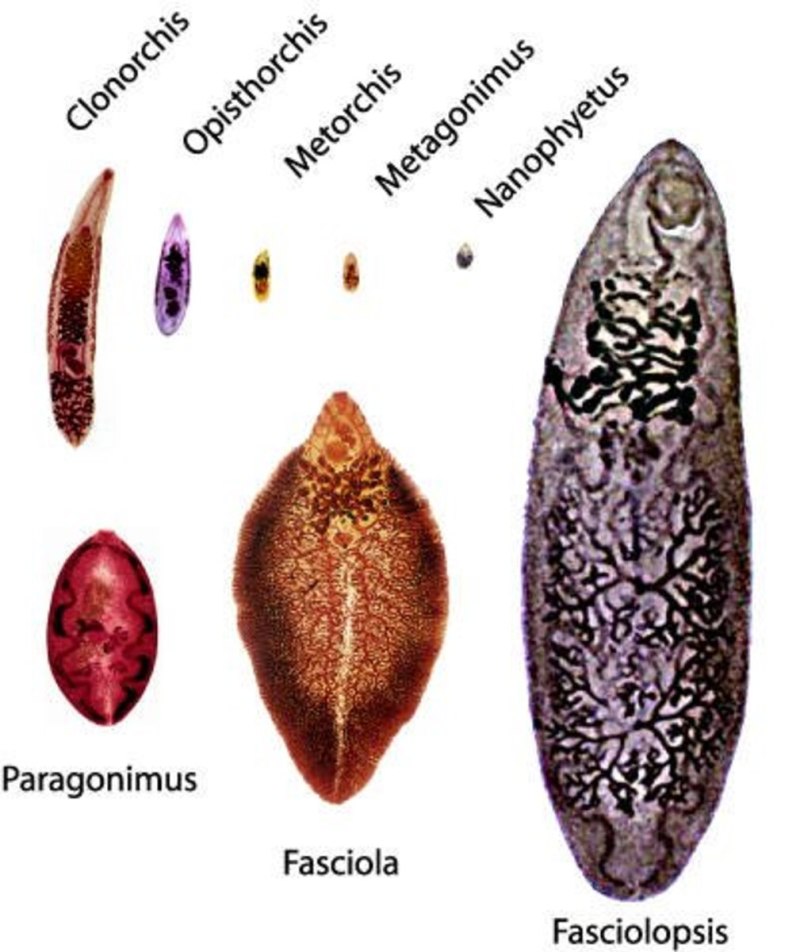 Paragonimus westermani жизненный цикл