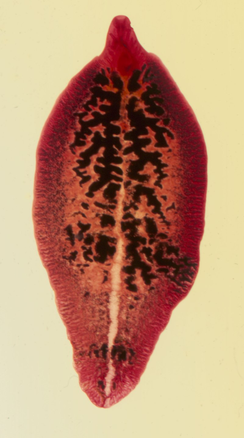 Fasciola hepatica строение