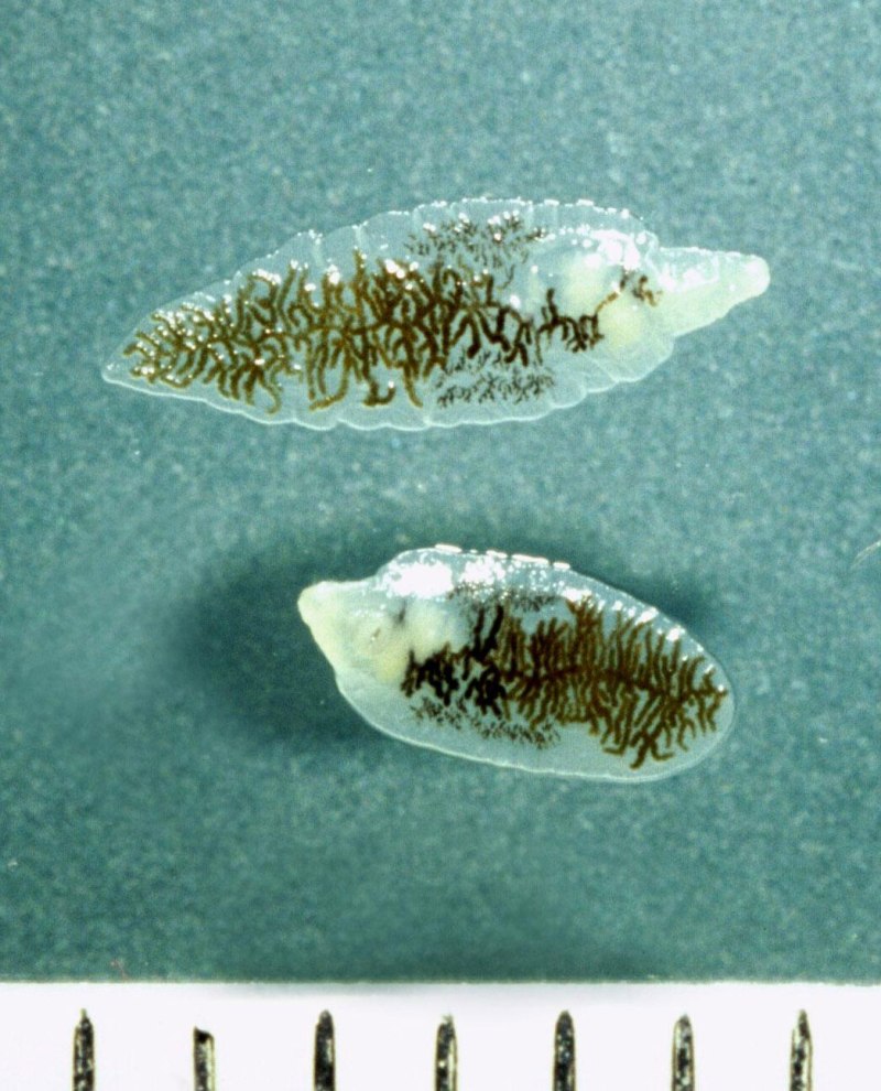 Двуустка ланцетовидная (Dicrocoelium lanceatum)–