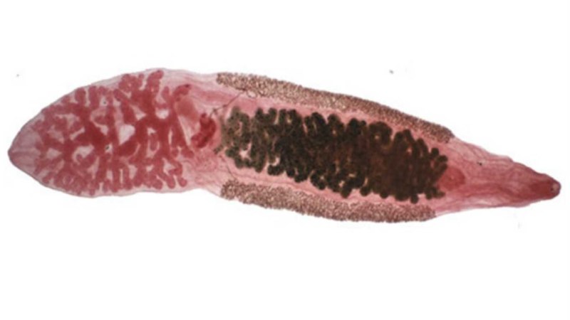 Китайский сосальщик (Clonorchis sinensis)