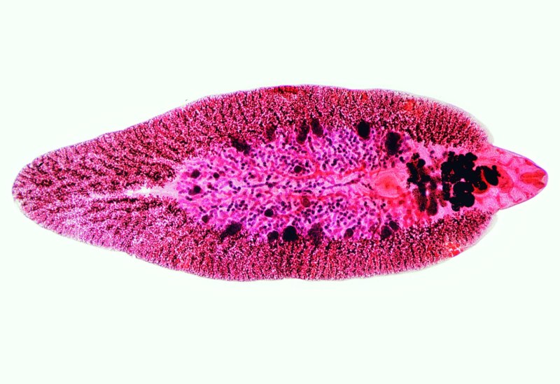 Печеночный сосальщик (Fasciola hepatica)
