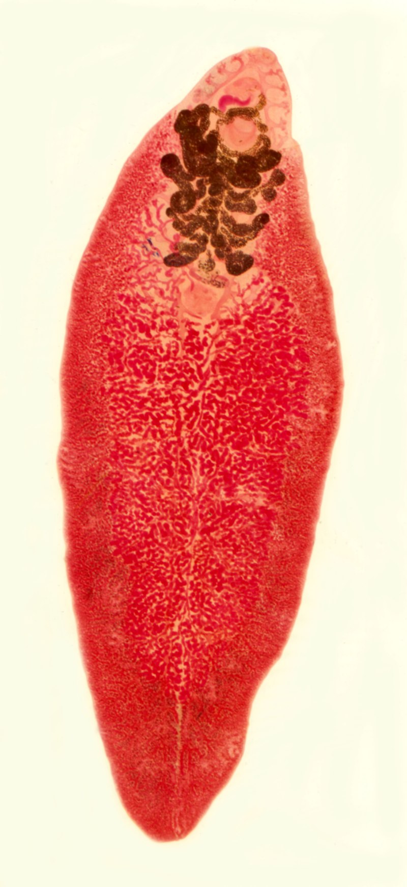 Трематоды Fasciola hepatica