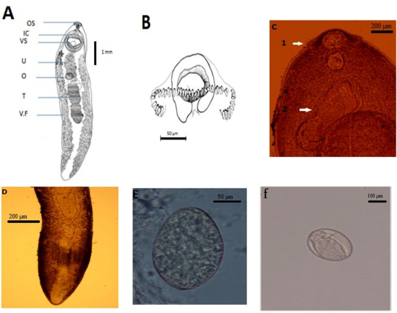 Hypoderaeum conoideum