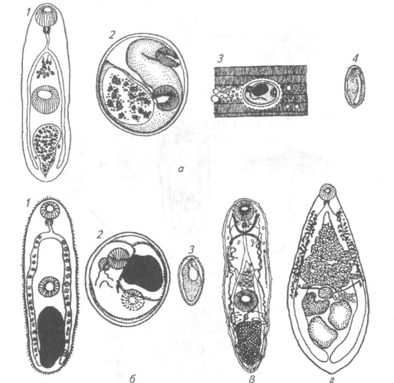 Opisthorchis felineus метацеркарий