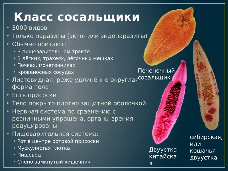 Класс сосальщики черви представители