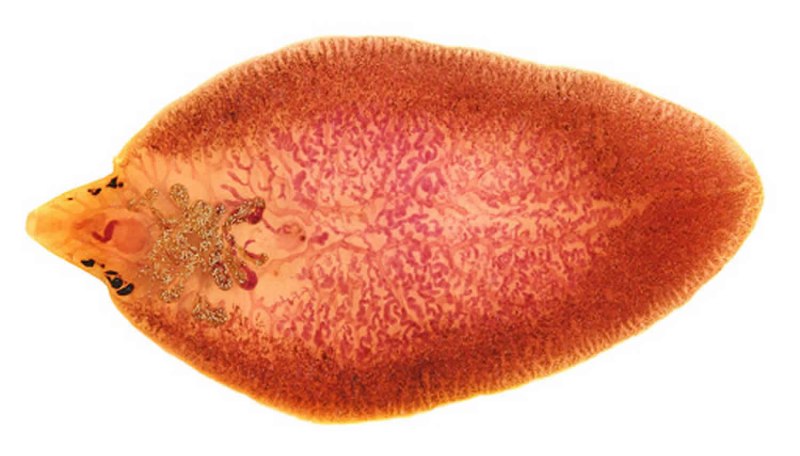 Печеночный сосальщик (Fasciola hepatica)