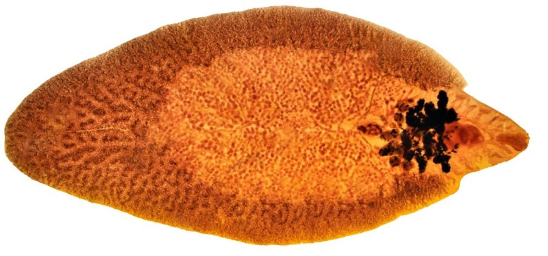 Печеночный сосальщик (Fasciola hepatica)