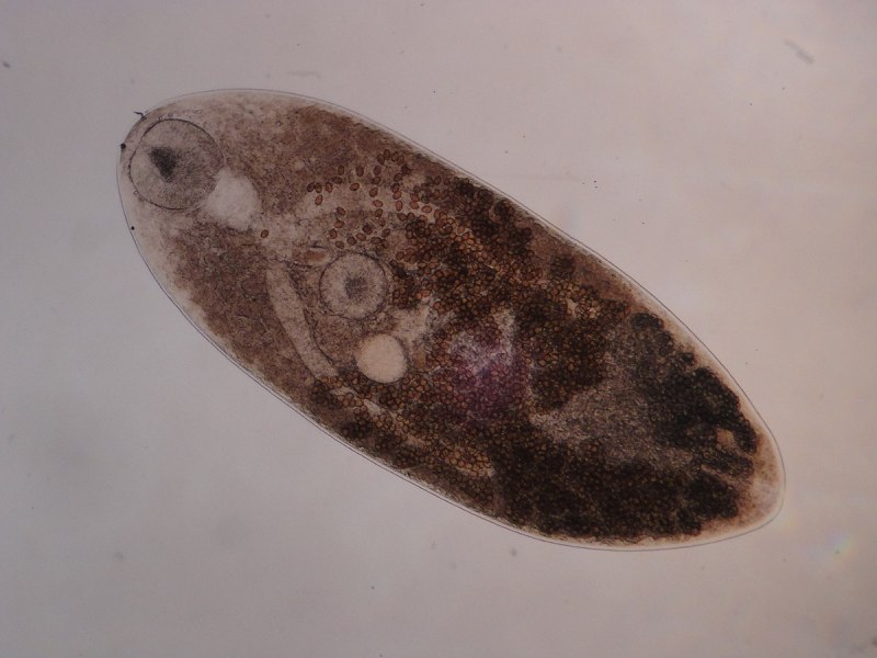 Класс сосальщики (Trematoda)