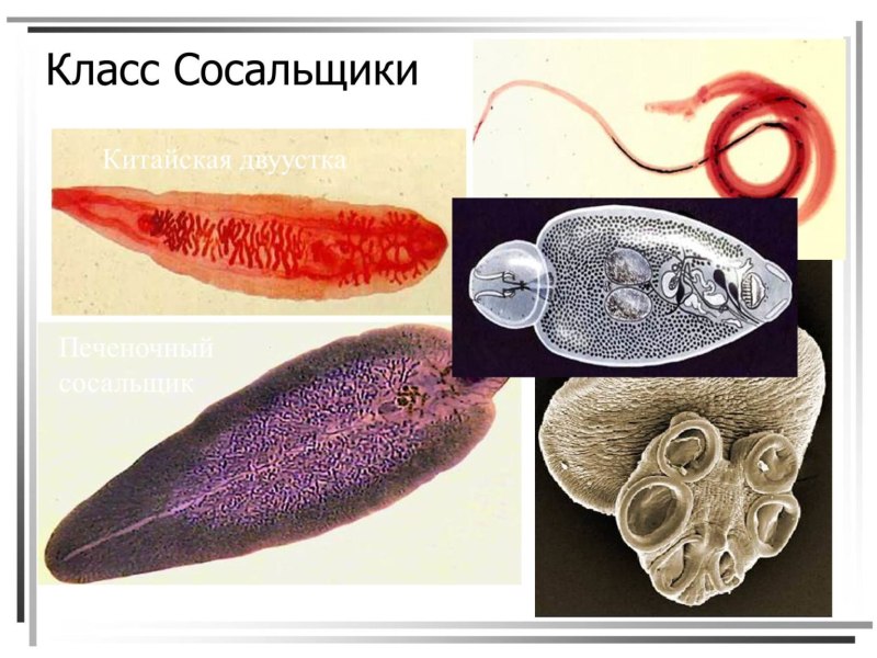 Плоские черви печеночные сосальщики